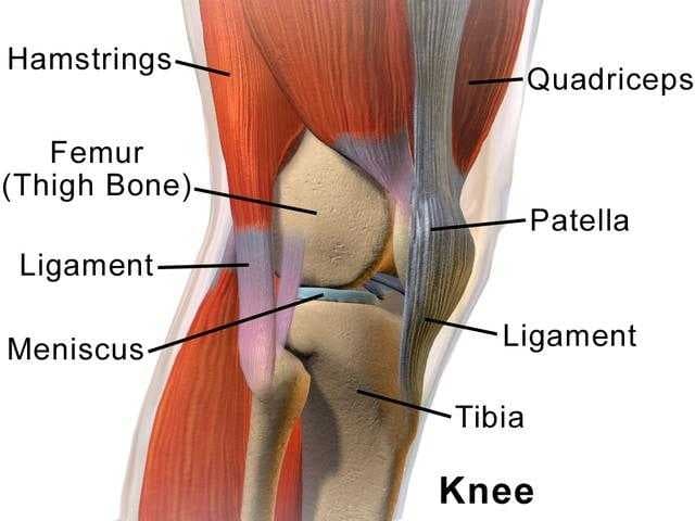 Sample of Knee