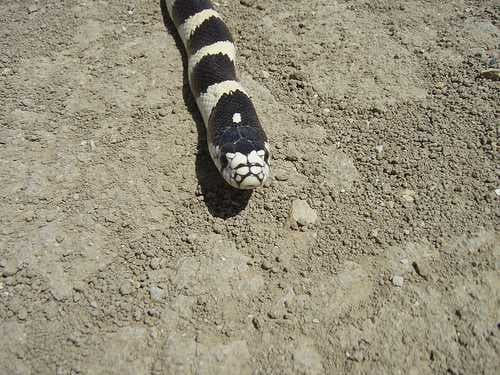 Sample of King snake