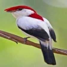 Sample of Araripe manakin