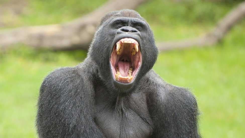 Sample of Gorilla