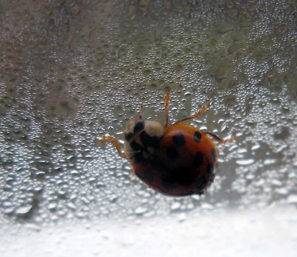 Sample of Ladybug