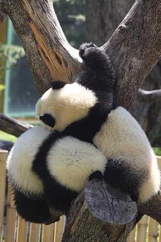 Sample of Giant panda