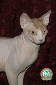 Sample of Sphynx