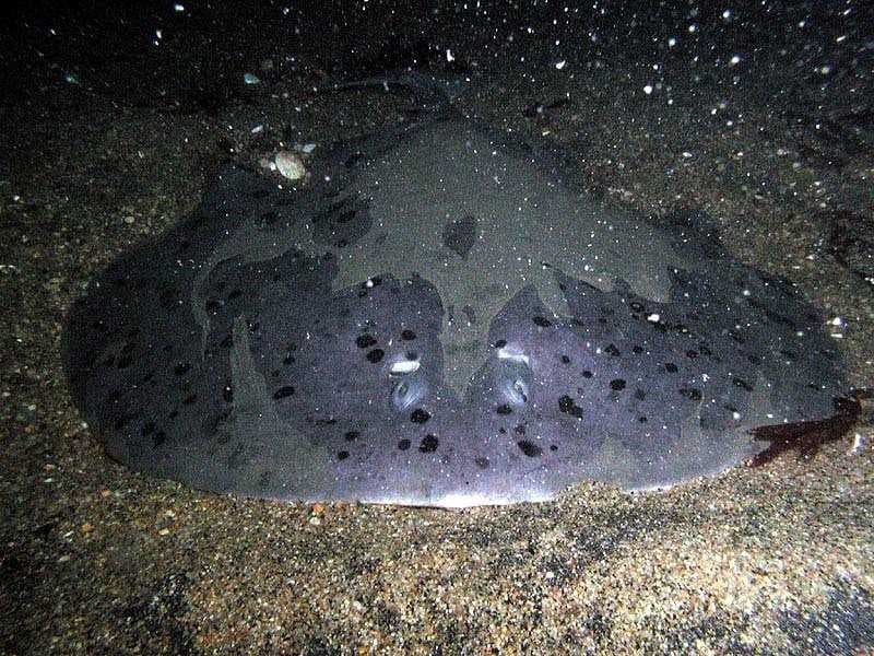 Sample of Electric ray