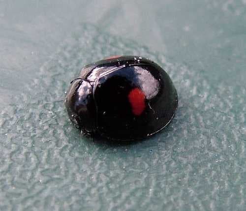 Sample of Leaf beetle