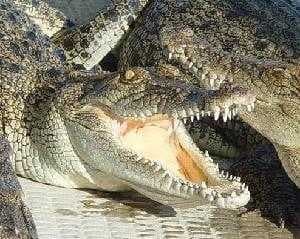 Sample of Crocodile head