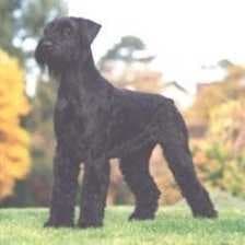Sample of Schnauzer