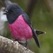 Sample of Pink robin