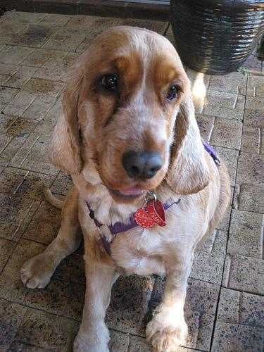 Sample of Cocker spaniel