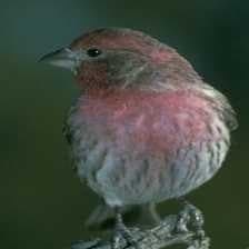 Sample of House finch