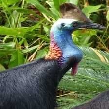 Sample of Cassowary