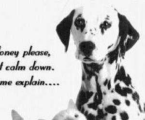 Dalmatian image dataset preview
