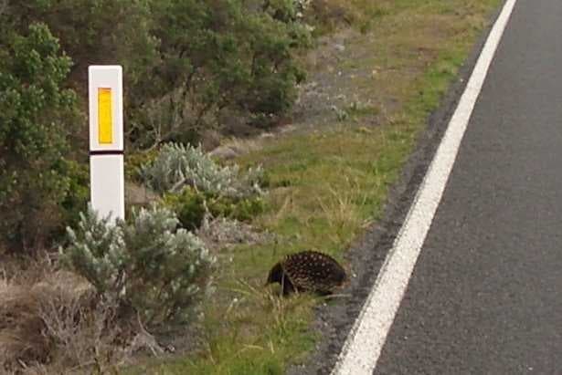 Sample of Echidna