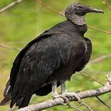 Sample of Black vulture