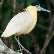 Sample of Capped heron