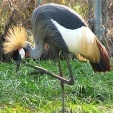 Sample of African crowned crane