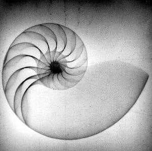 Sample of Nautilus