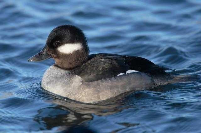 Sample of Duck