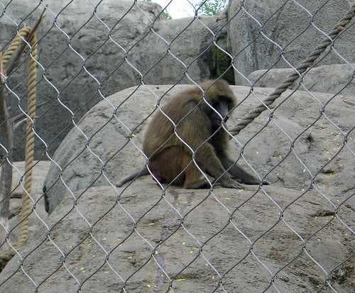Sample of Baboon