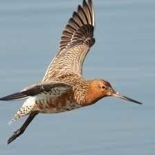 Sample of Bar tailed godwit