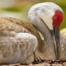 Sample of Sandhill crane
