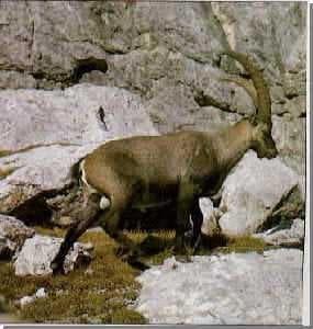 Sample of Ibex