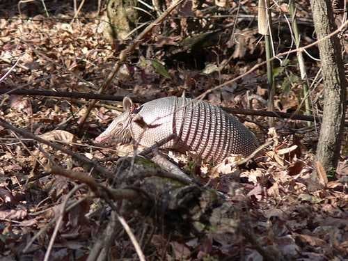 Sample of Armadillo