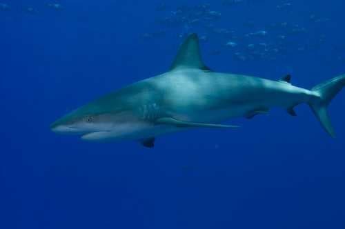 Sample of Tiger shark