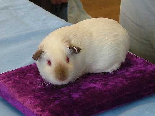 Sample of Guinea pig