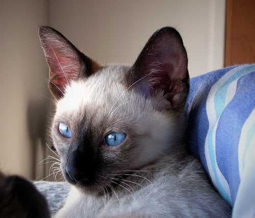 Sample of Siamese cat