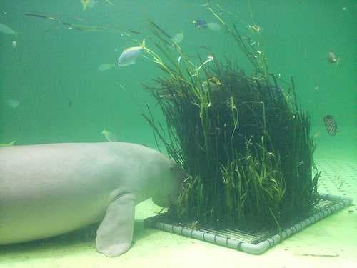 Sample of Dugong