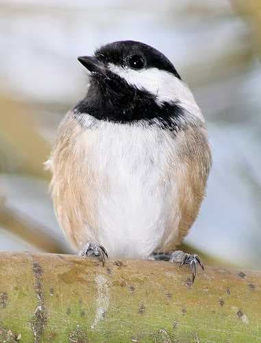 Chickadee image dataset preview