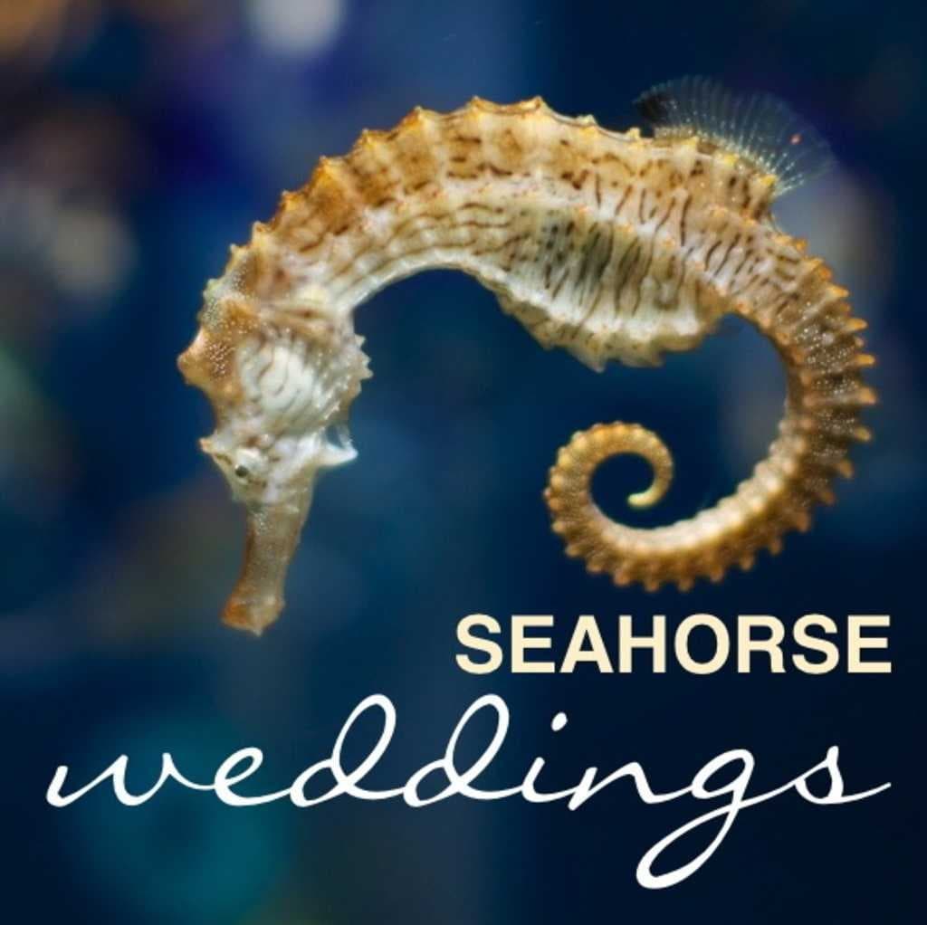 Sample of Seahorse