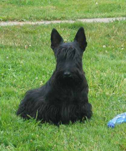 Sample of Scottish terrier