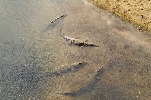 Sample of African crocodile