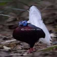 Sample of Bulwers pheasant