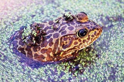 Sample of Bullfrog