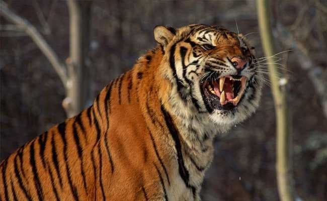 Tiger image dataset preview