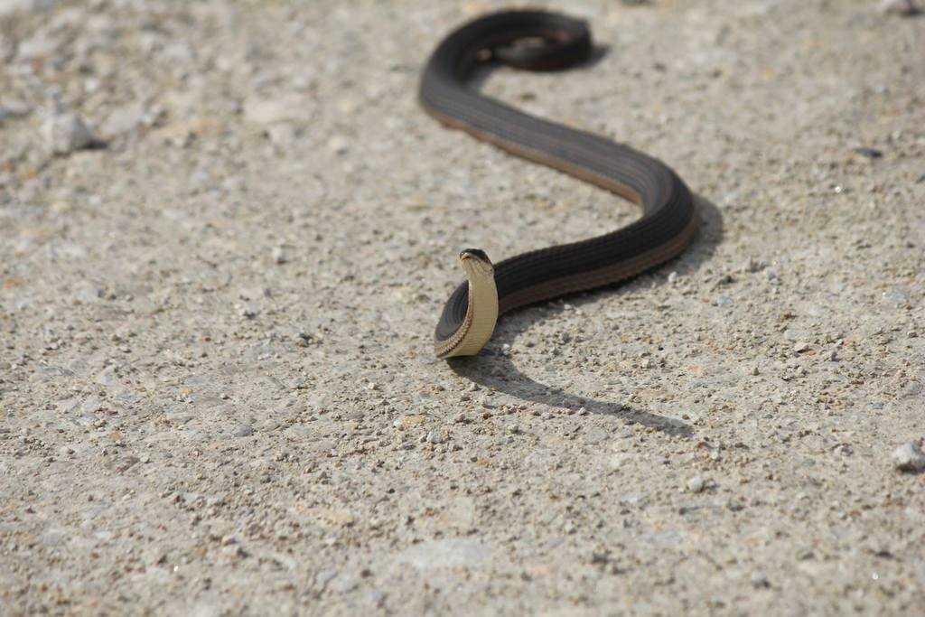 Sample of Snake