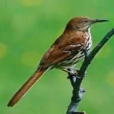 Sample of Brown thrasher