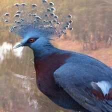 Sample of Victoria crowned pigeon