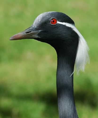 Animal image dataset preview