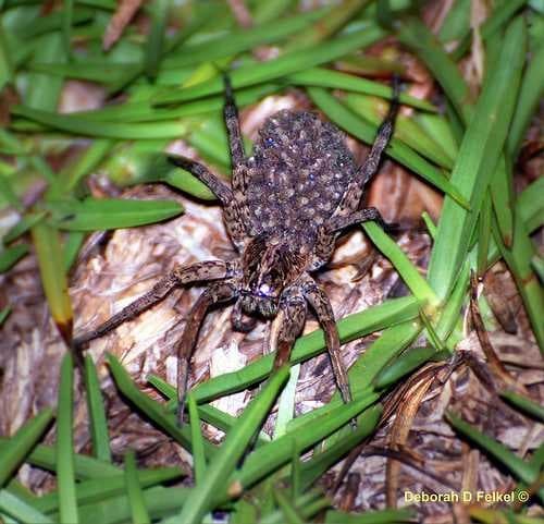 Sample of Wolf spider