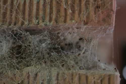 Sample of Spider web