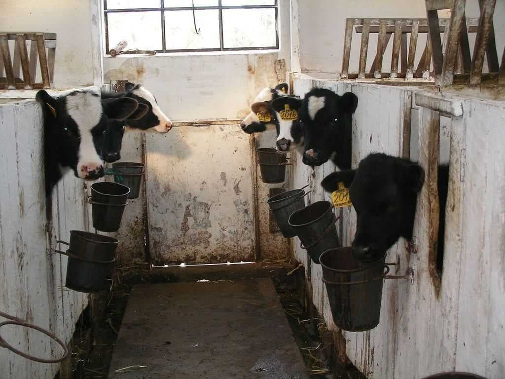 Sample of Cattle