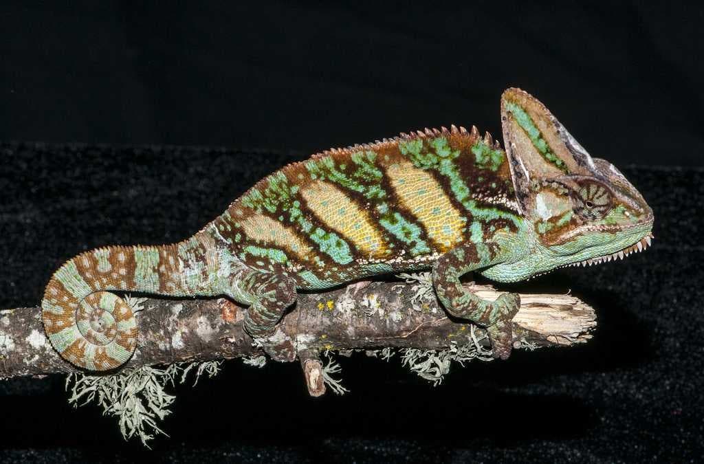 Sample of Lizard