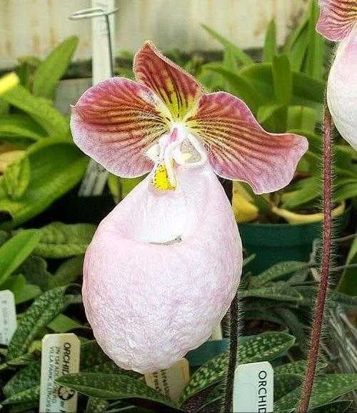 Sample of Hard leaved pocket orchid