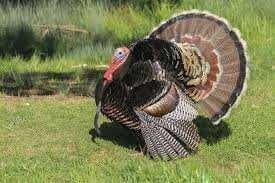 Turkey image dataset preview