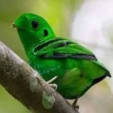 Sample of Green broadbill