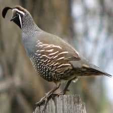 Sample of California quail